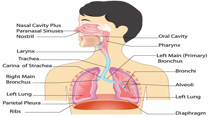 एलर्जी और श्वसन प्रणाली पर उसके प्रभाव